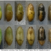 pol coelestinus pupa4 volg